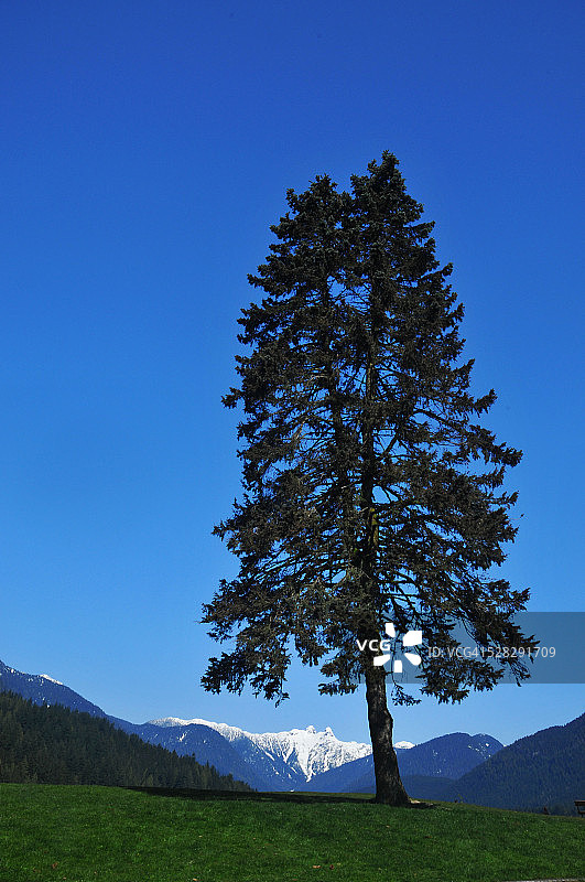 卡皮拉诺公园树木N5896图片素材