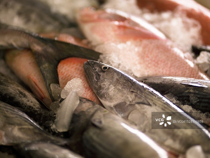 冰鲜鱼，科钦，喀拉拉邦，印度图片素材