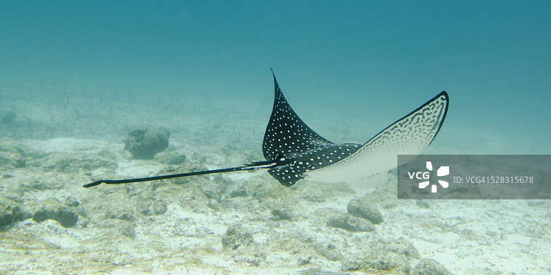 加拉帕戈斯群岛水下的 spotted eagle ray图片素材