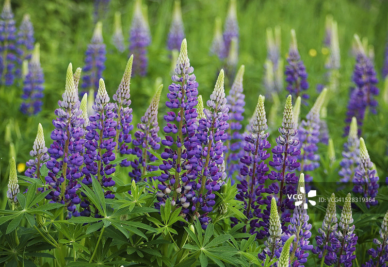 安大略省桑德贝的紫色羽扇豆图片素材