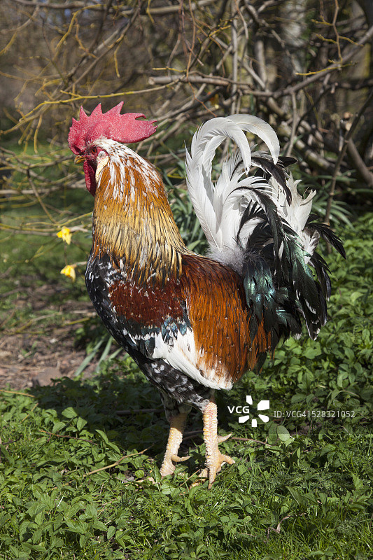 公鸡；英国诺森伯兰郡切维厄特图片素材