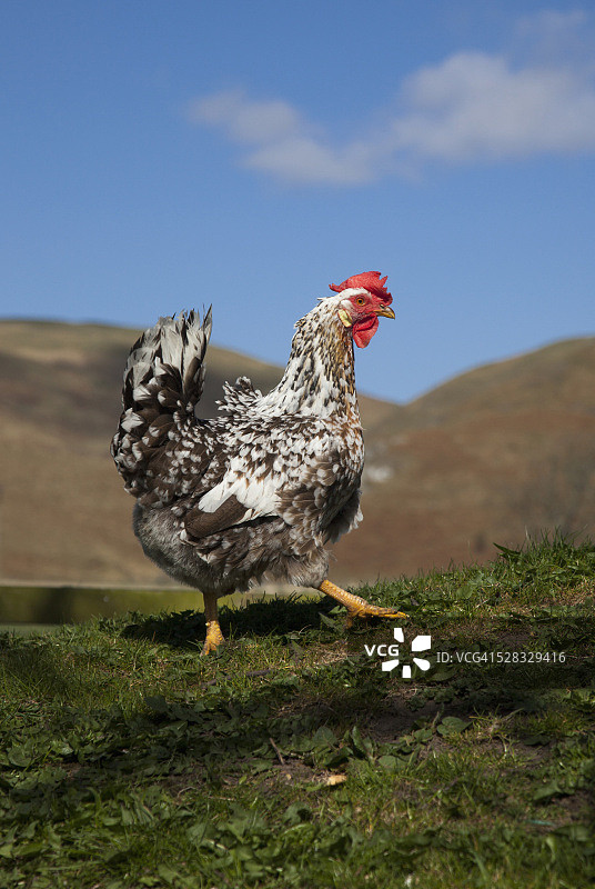 公鸡；英国诺森伯兰郡切维厄特图片素材