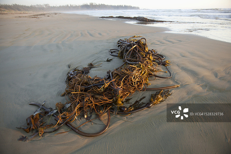 不列颠哥伦比亚托菲诺附近太平洋沿岸国家公园威卡尼尼什海滩上的巨藻图片素材
