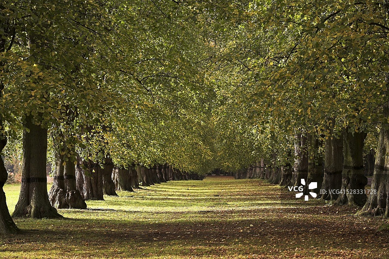 诺丁汉舍伍德的菩提树大道图片素材