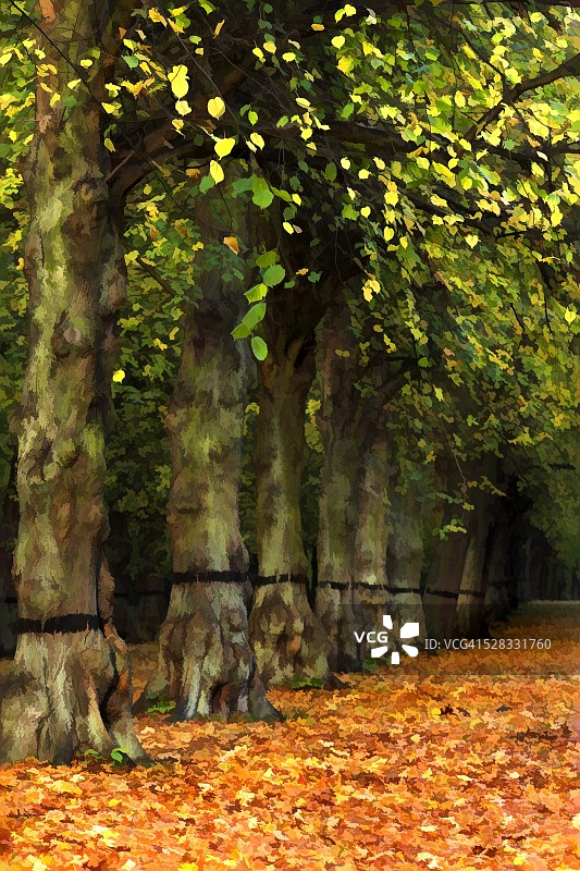 英国诺丁汉郡菩提树大道图片素材