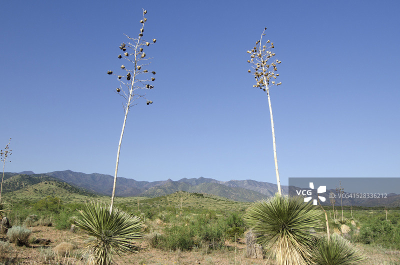 奇里卡瓦山脉中的两棵丝兰，美国亚利桑那州图片素材