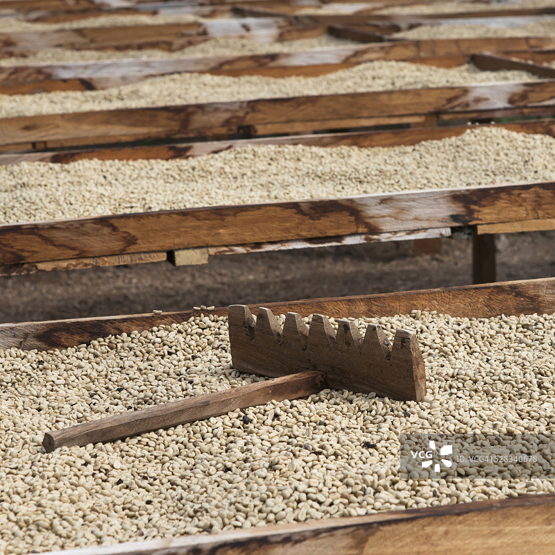 咖啡种植园：洪都拉斯科潘图片素材