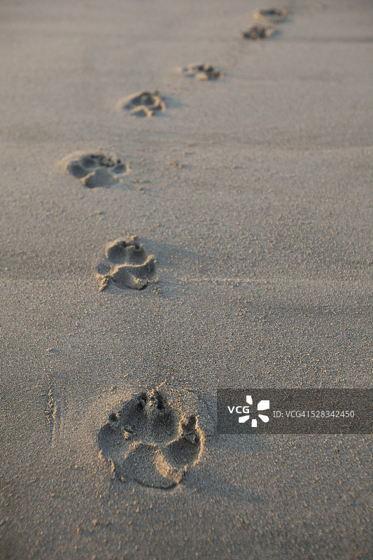 太平洋沿岸国家公园维克卡尼尼什海滩上的动物足迹（疑似犬类）图片素材