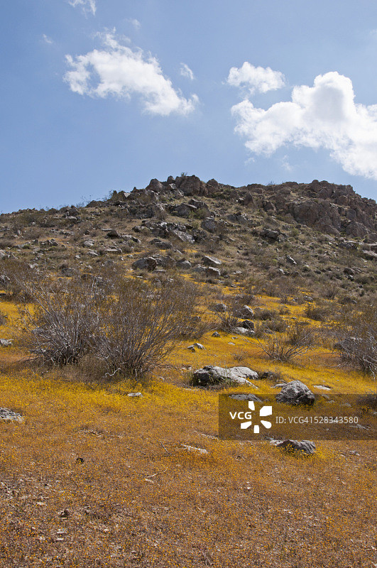 美国加利福尼亚州维克托维尔市莫哈韦沙漠的春季野花图片素材