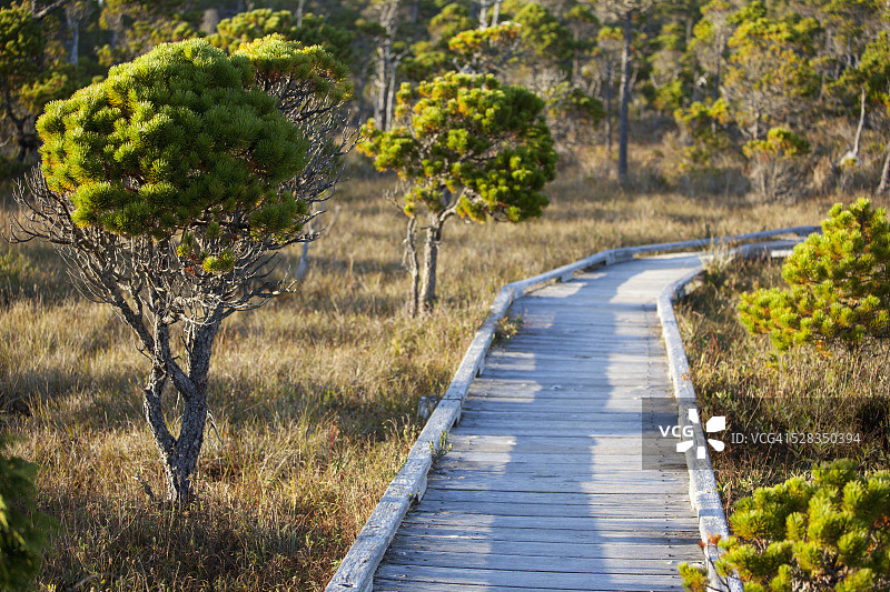 托菲诺附近太平洋沿岸国家公园Shorepine Bog Trail上的雪松木板路；加拿大不列颠哥伦比亚省图片素材