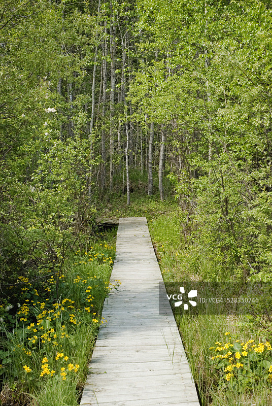 阿尔伯特王子国家公园的森林木板路，加拿大萨斯喀彻温省图片素材