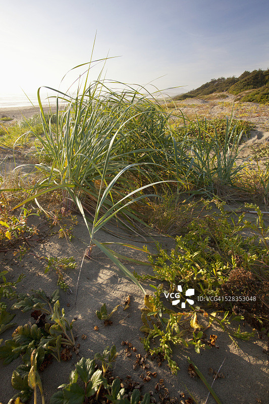 加拿大太平洋沿岸国家公园稀有沙丘图片素材