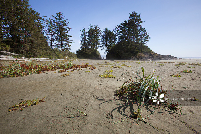 托菲诺太平洋沿岸国家公园的长滩，加拿大不列颠哥伦比亚省图片素材