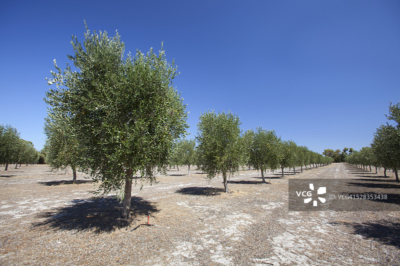澳大利亚西澳大利亚邓斯伯勒附近的橄榄树图片素材
