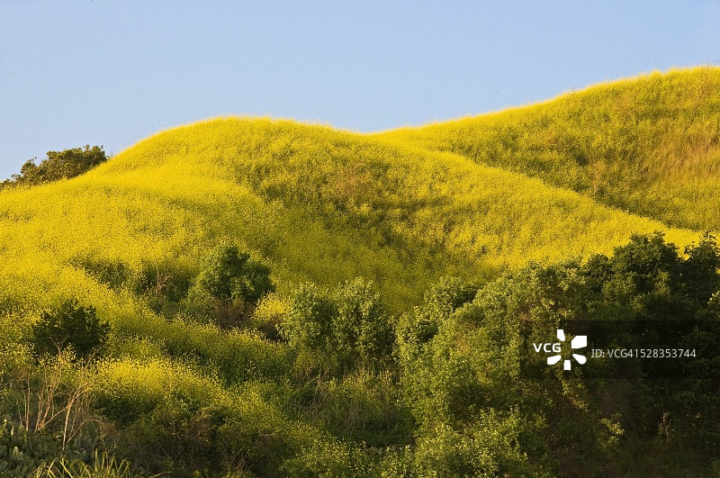 美国加利福尼亚州阿祖萨的野花山丘图片素材
