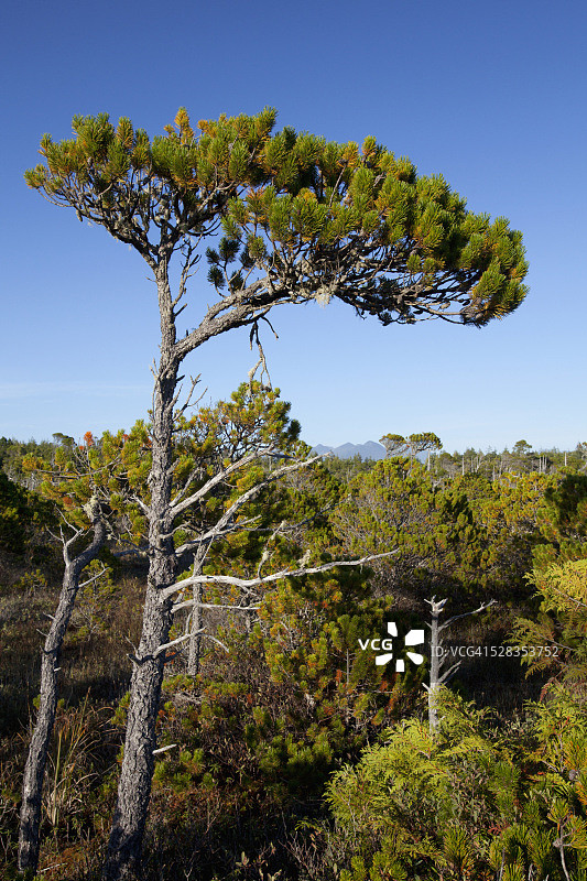 加拿大太平洋沿岸国家公园海岸松沼泽小径图片素材