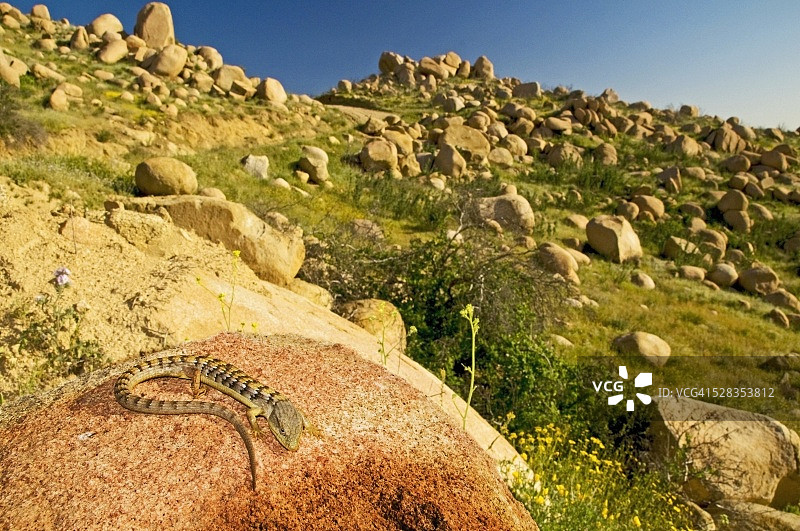 美国加利福尼亚州埃尔西诺湖的南方鳄蜥图片素材