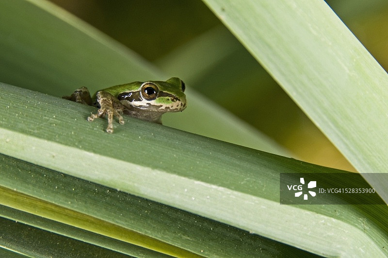 太平洋树蛙图片素材