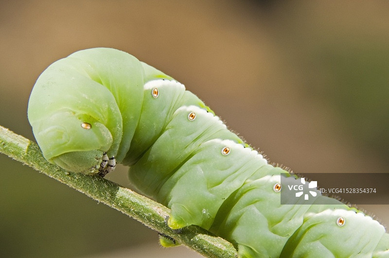 烟草天蛾图片素材