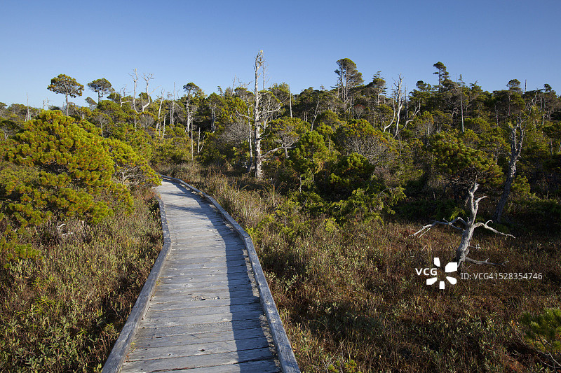 托菲诺太平洋沿岸国家公园Shorepine Bog Trail的雪松木板路；加拿大不列颠哥伦比亚省图片素材