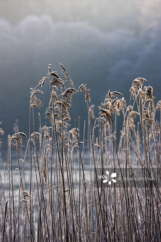 英格兰坎布里亚郡：湖岸边冰冻的芦苇图片素材