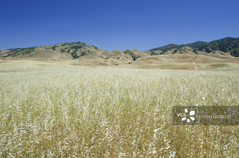 特哈查比山麓的绿草田野，美国加利福尼亚州图片素材