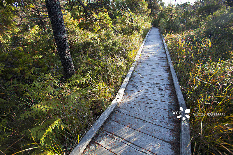 托菲诺附近太平洋沿岸国家公园Shorepine Bog Trail上的雪松木板路；加拿大不列颠哥伦比亚省图片素材