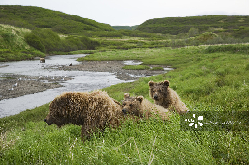 西南阿拉斯加麦克尼尔河米克菲克溪等待捕鱼的灰熊母熊和两只幼崽图片素材