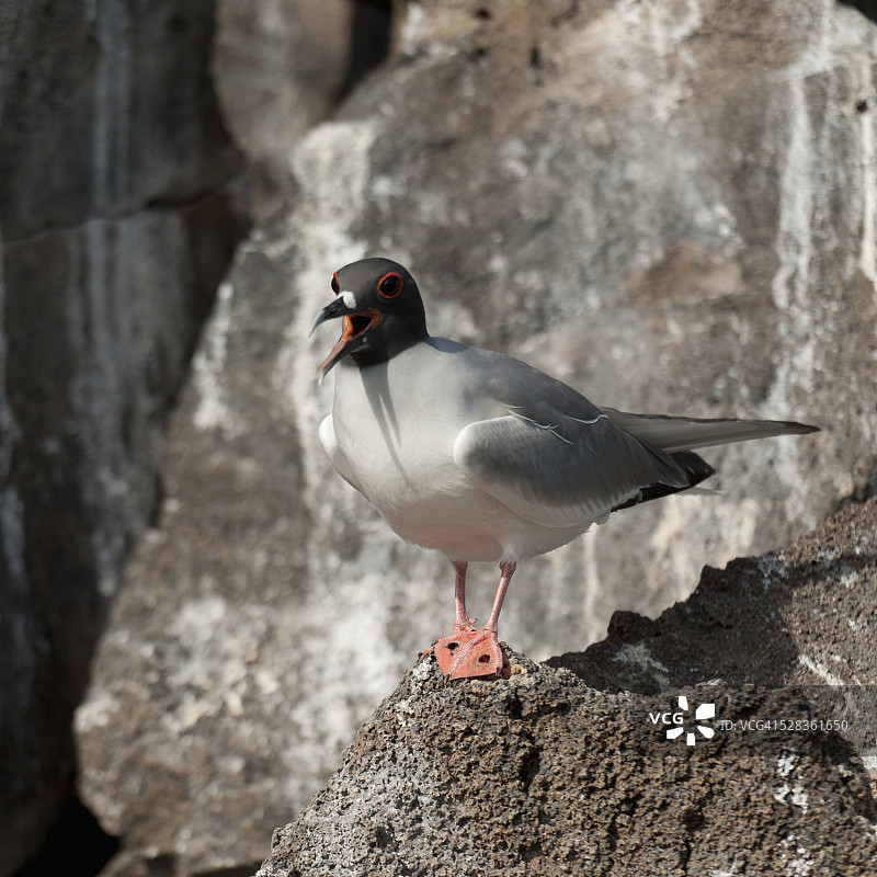 一只海鸥站在岩石上；厄瓜多尔加拉帕戈斯群岛图片素材