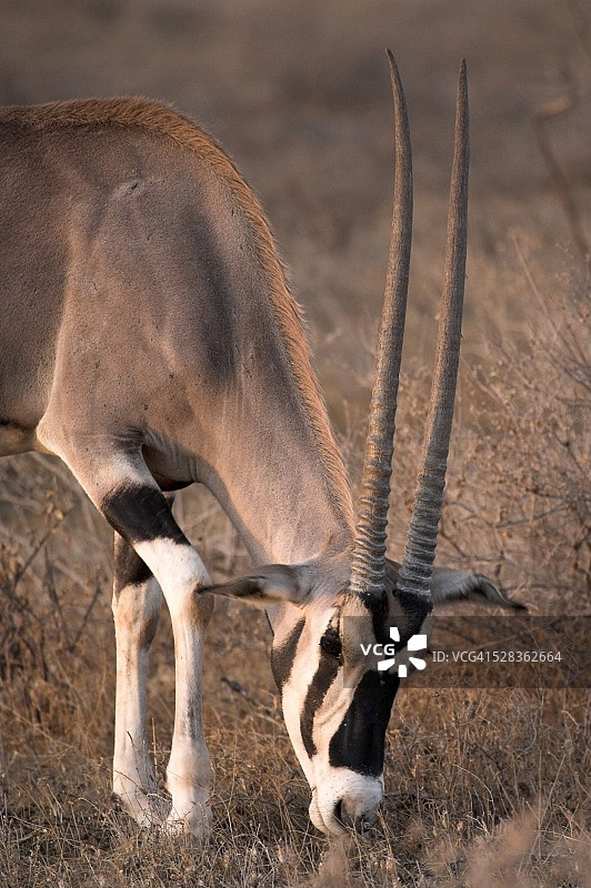 长角剑羚，肯尼亚桑布鲁国家保护区图片素材