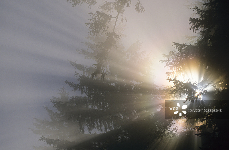 阳光穿过雾和森林：美国俄勒冈州亚哈茨图片素材