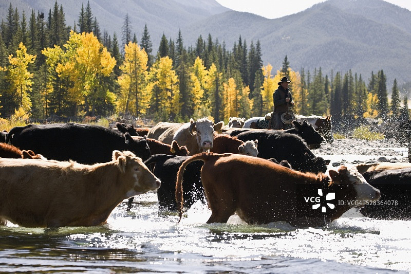 牛仔赶牛过河图片素材
