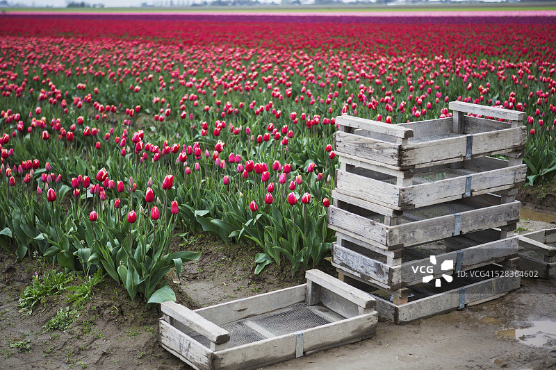 拉 Conner，华盛顿，美国：郁金香花田前的泥泞板条箱图片素材