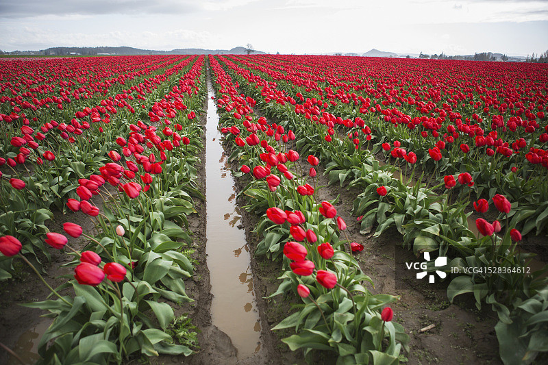 延伸至远方的红色郁金香田地，美国华盛顿州拉康纳图片素材