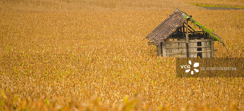 泰国湄索玉米地里的小屋图片素材
