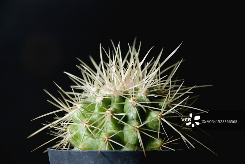 植物学：带长刺的仙人掌图片素材