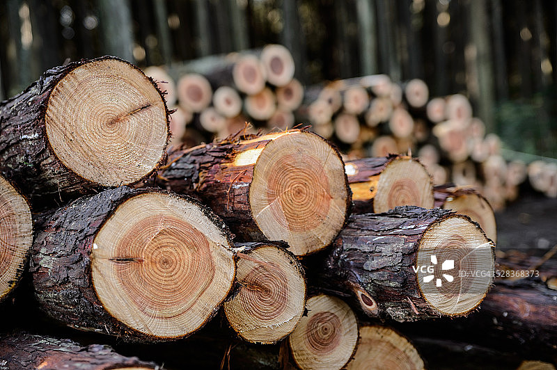 日本柏木堆图片素材