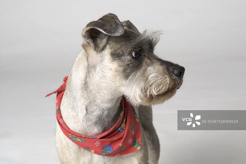 戴着领巾的狗狗肖像图片素材