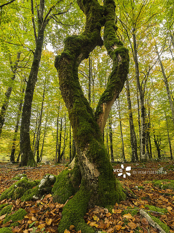 森林之心图片素材