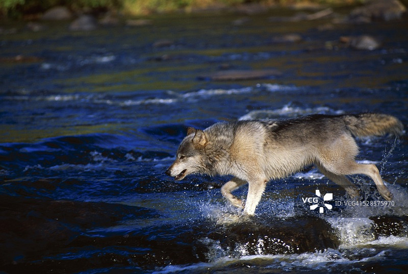 灰狼过河图片素材