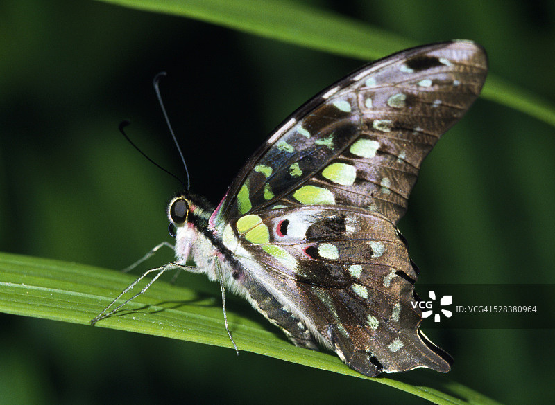 燕尾凤蝶的侧面图片素材