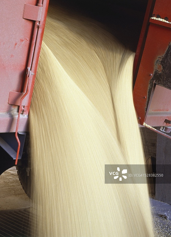 从卡车里倾泻而出的谷物图片素材