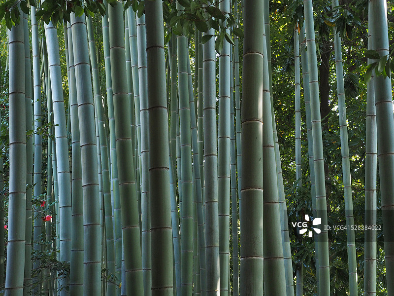 马焦雷湖博罗梅安群岛上的马德雷岛竹林，意大利北部图片素材