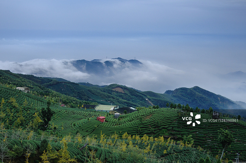 银杏与茶图片素材