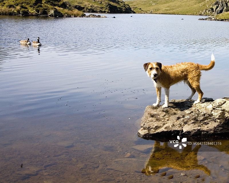 湖区坎布里亚英格兰，站在安格尔湖岩石上的狗图片素材