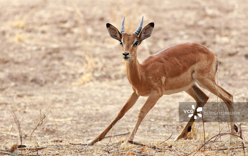 准备起跑的年轻黑斑羚公羊图片素材