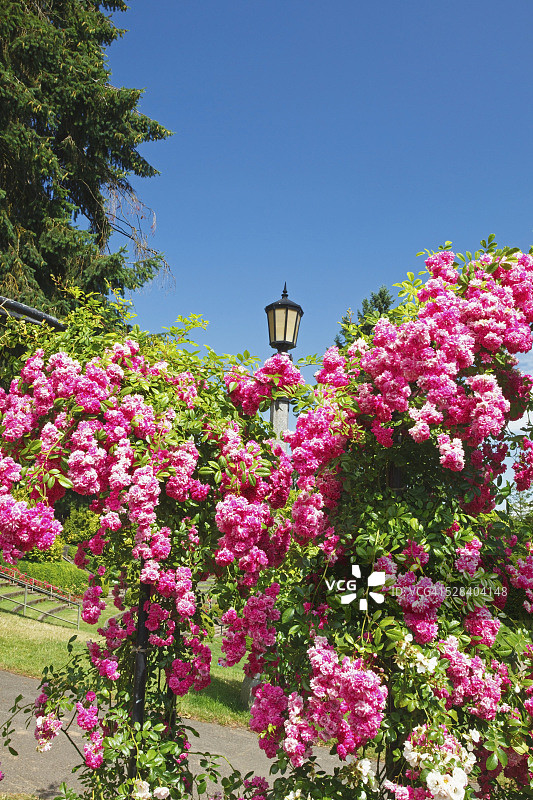 美国波特兰国际玫瑰试验园粉色玫瑰丛图片素材