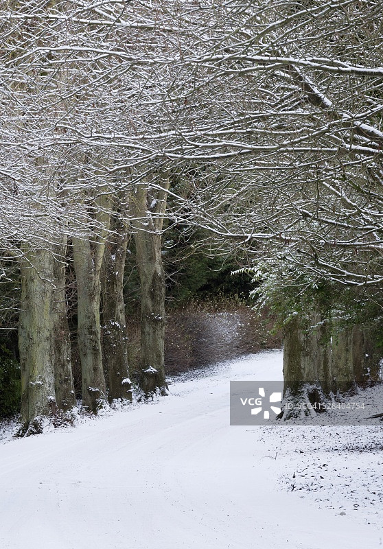 冬季的绿树成荫大道，位于爱尔兰劳斯郡德罗赫达图片素材