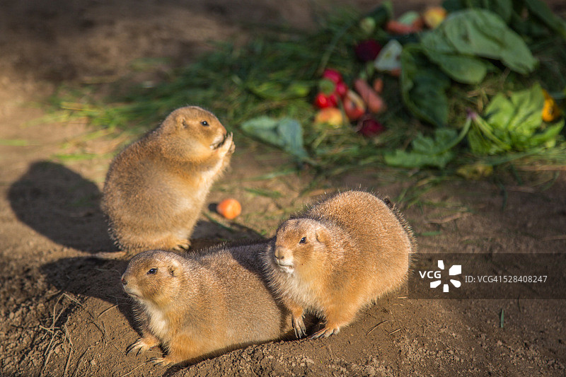 正在享用早餐的草原犬鼠图片素材