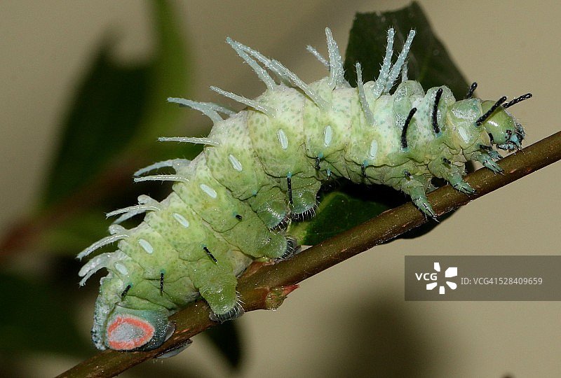 皇蛾毛毛虫图片素材